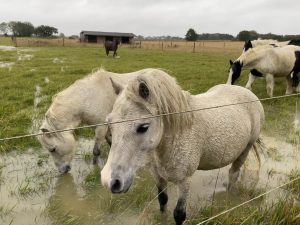 ponies stood in a flooded field behind a fence