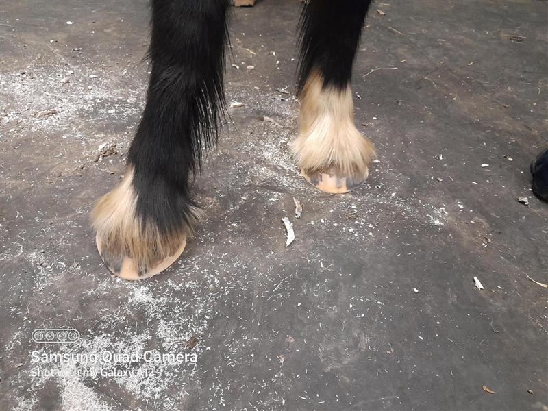 Max's feet after a trim