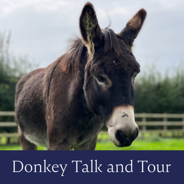 News & Events - Bransby Horses