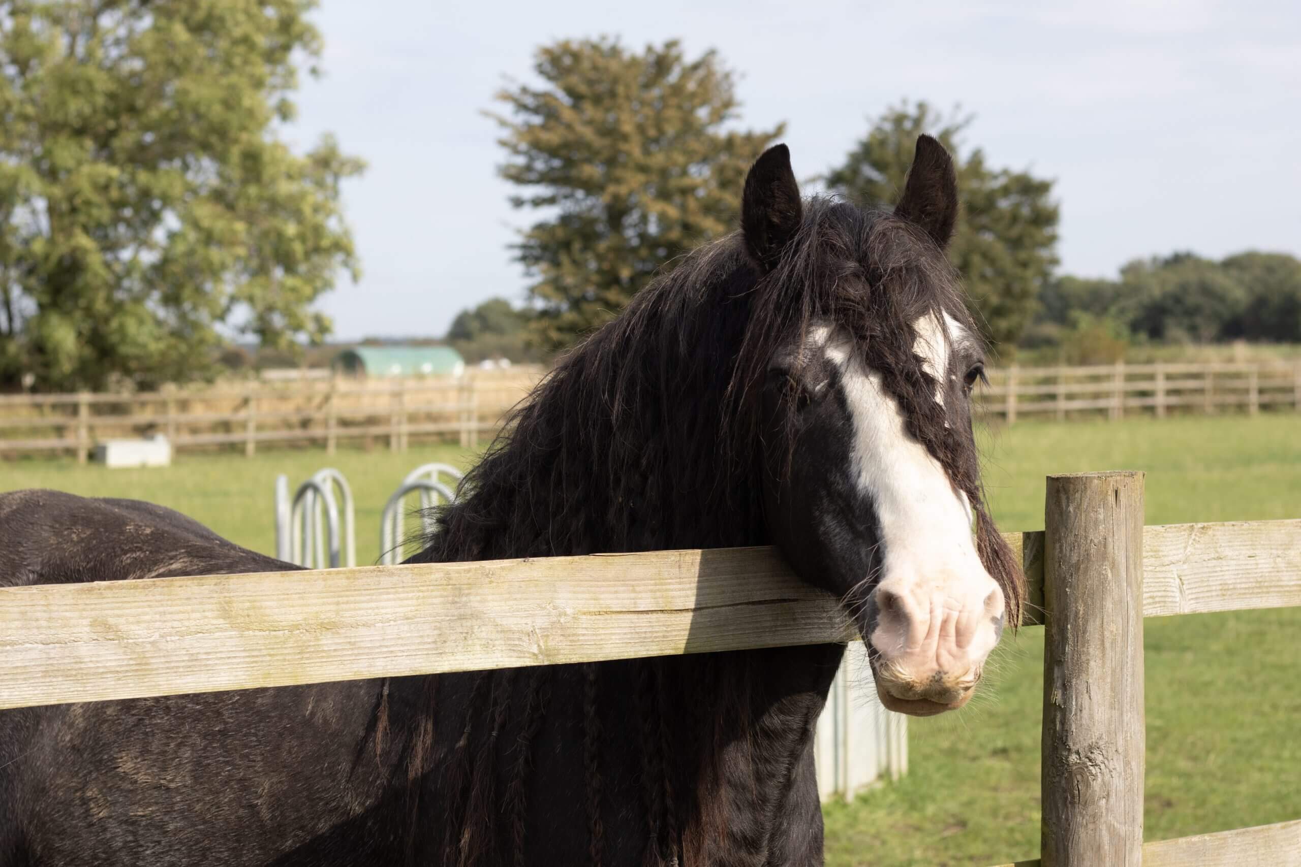 pony with a braided forelock with their head over the fence looking at the camera