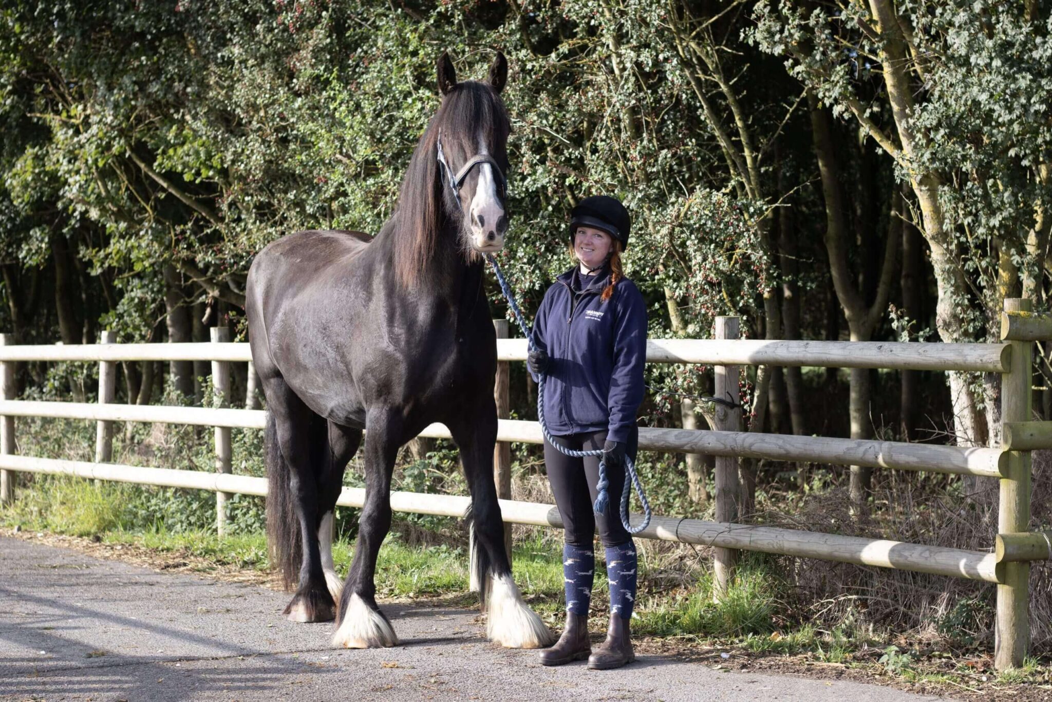 Maximus the shire horse stood next to his handler at Bransby
