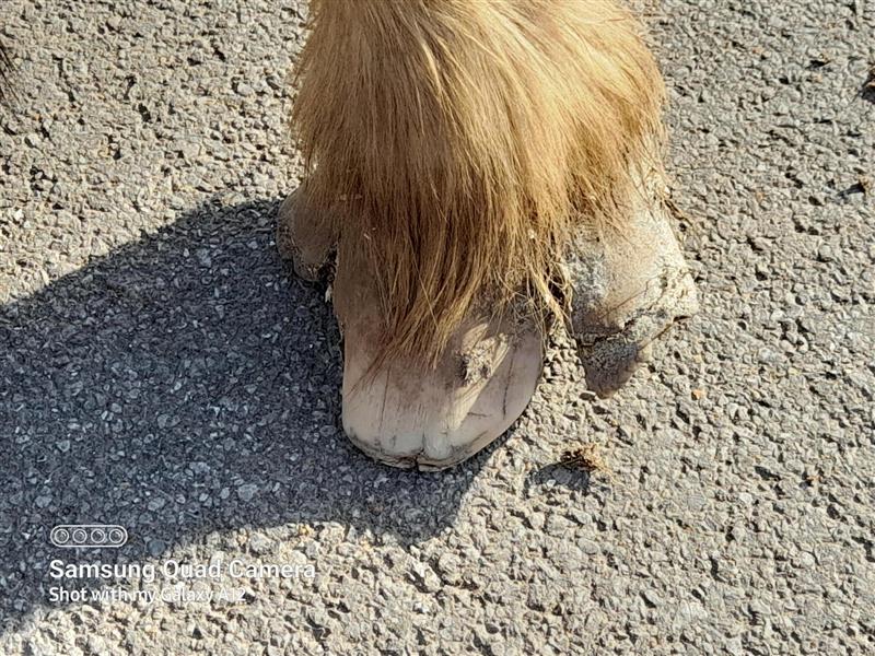 Max's feet before they were trimmed,. 