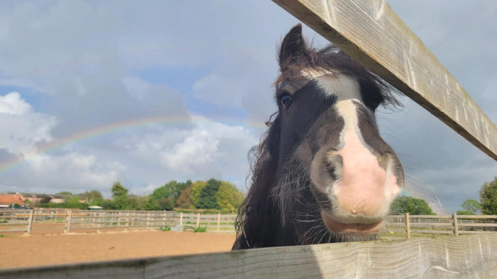 black cob sticking their nose through the fence posts