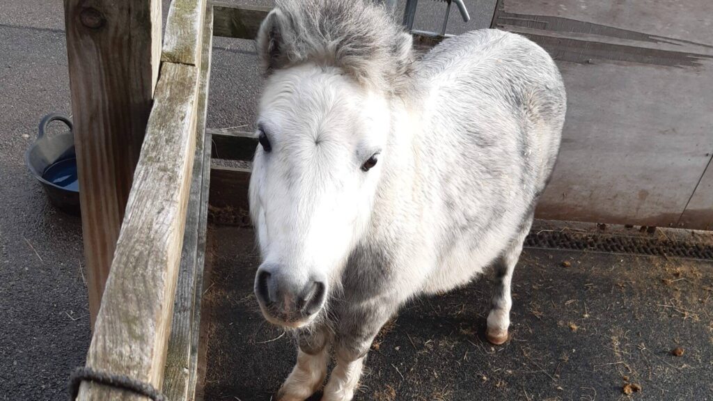 Bert in good health after his treatment