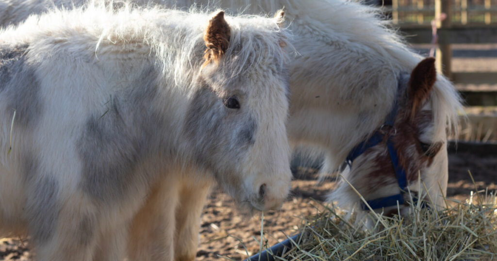 grey welsh mare and foal eating hay