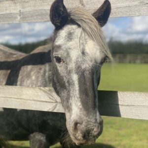 grey welsh pony with head through the fence looking at the camera