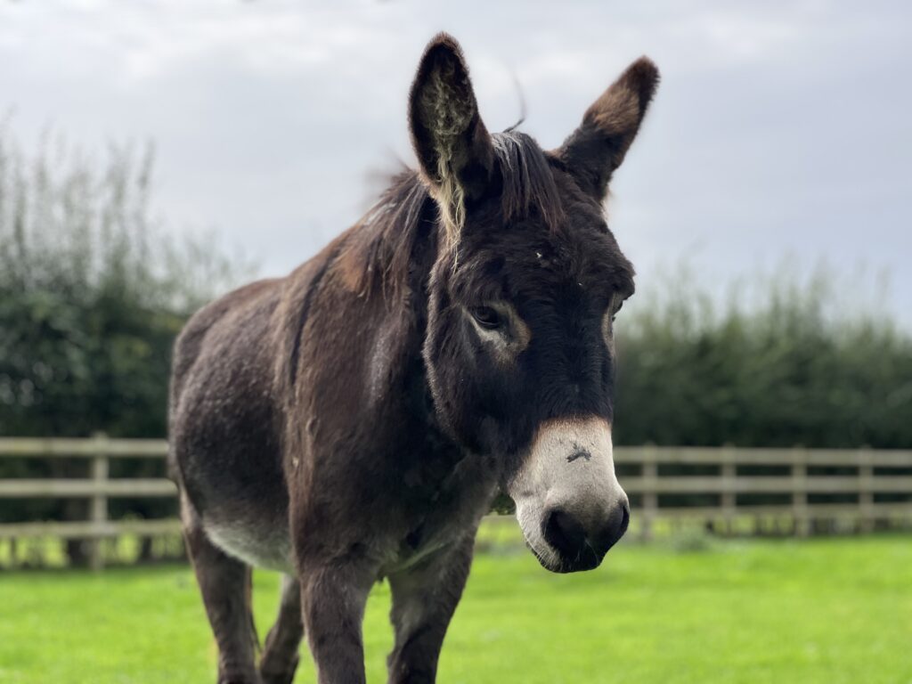 brown donkey stood in a grassy field looking towards the camera