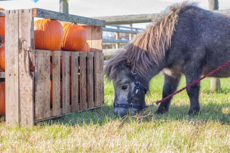 grey pony grazing next to a crate full of pumpkins