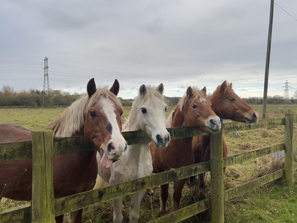 group of small welsh ponies all with their heads resting on the fence and looking off into the distance