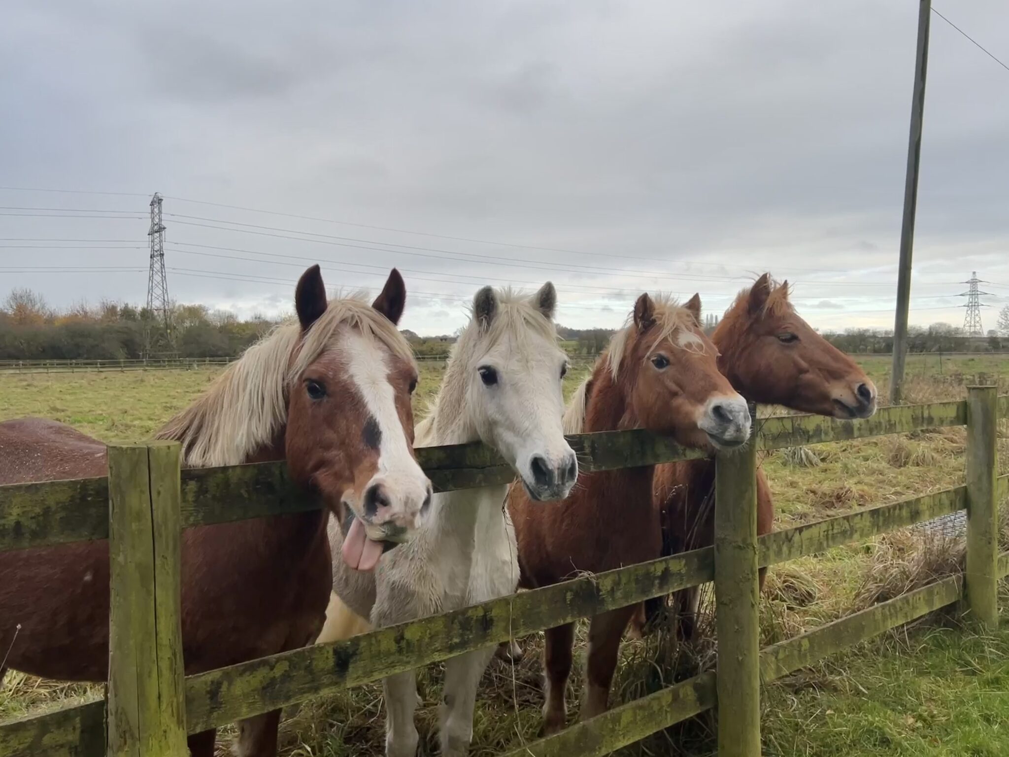 group of small welsh ponies all with their heads resting on the fence and looking off into the distance