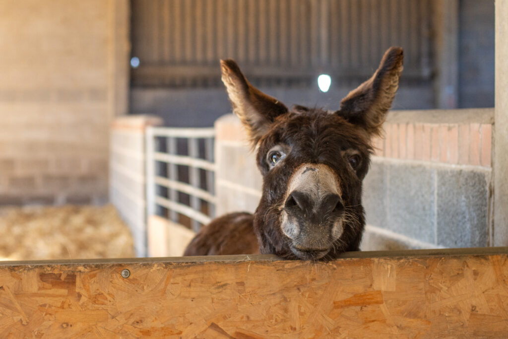 brown donkey with head resting on stable door