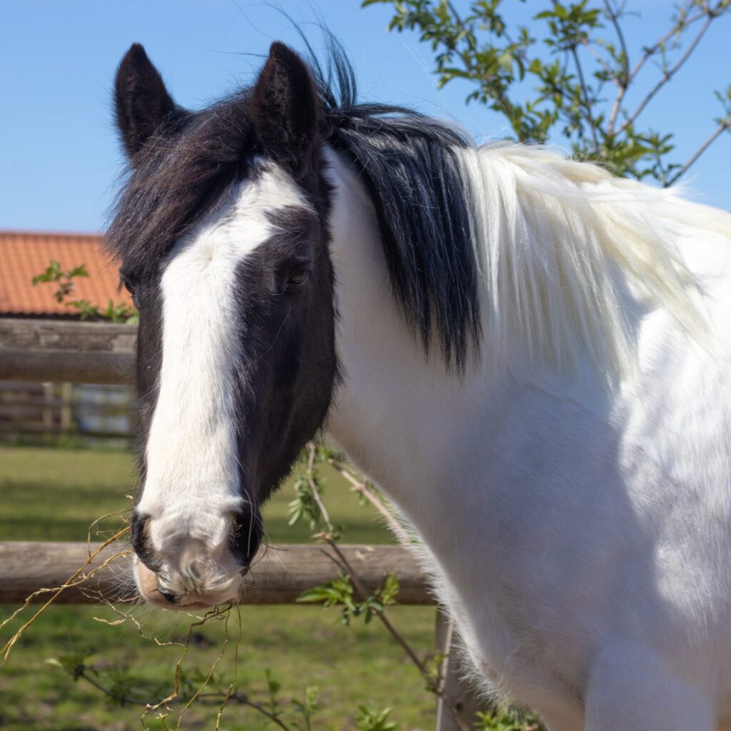 Sponsor Star Selene