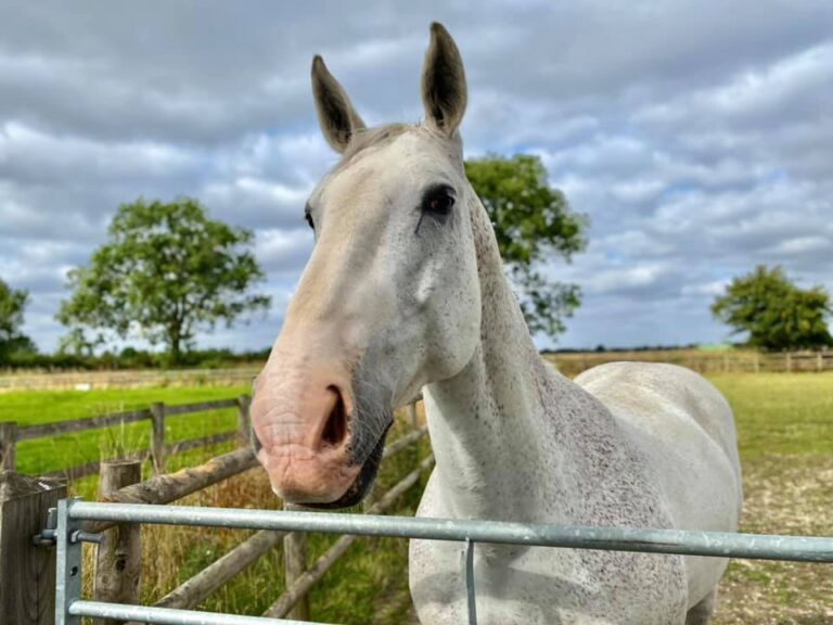 speckled grey ex-police horse with a pink nose standing in a field with his head over the fence