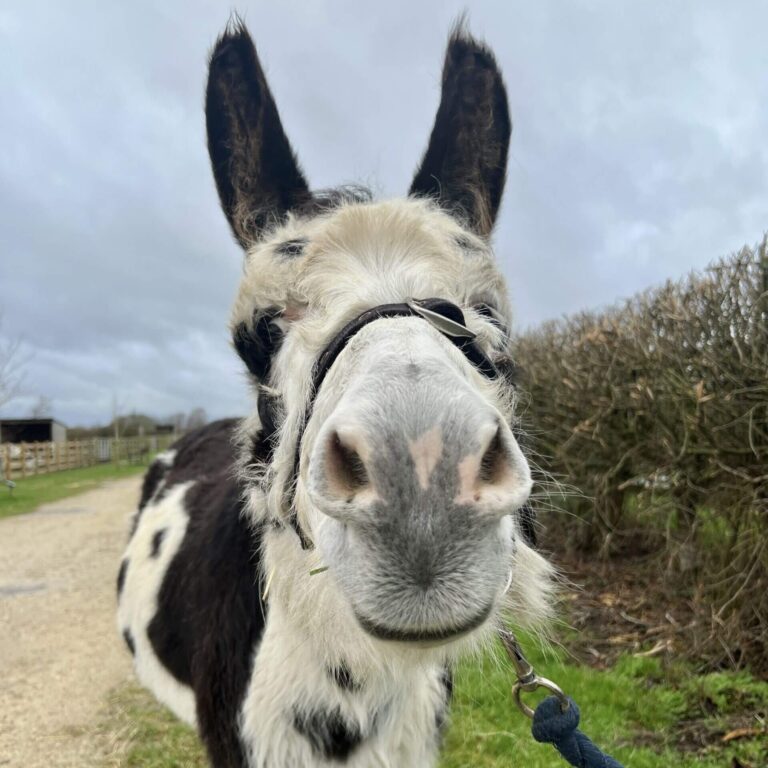 Sponsorship Star Matilda with her nose close to the camera