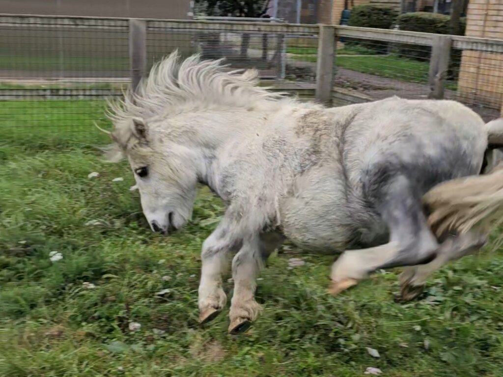 blue and grey shetland stallion bucking in his new home