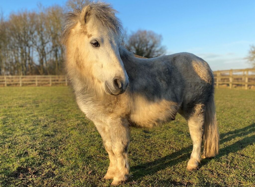 blue and grey shetland stallion standing in a grassy field in the sunlight