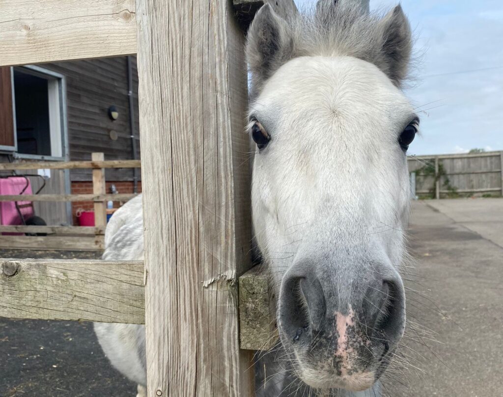 grey shetland pony with face close up to the camera, head poking through the fence