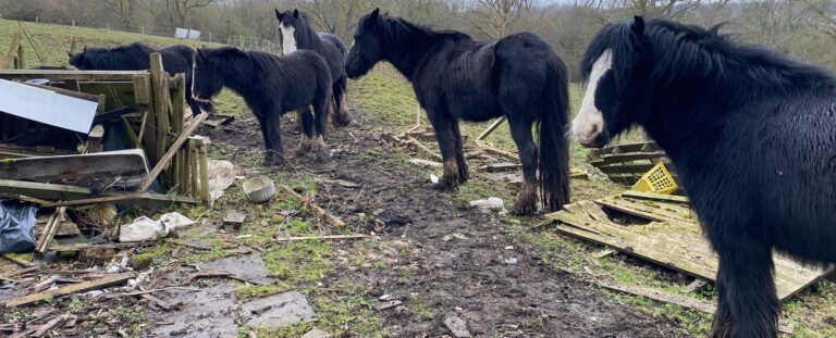 group of vulnerable black cobs with white noses stood in a field with broken fencing, litter and barbed wire