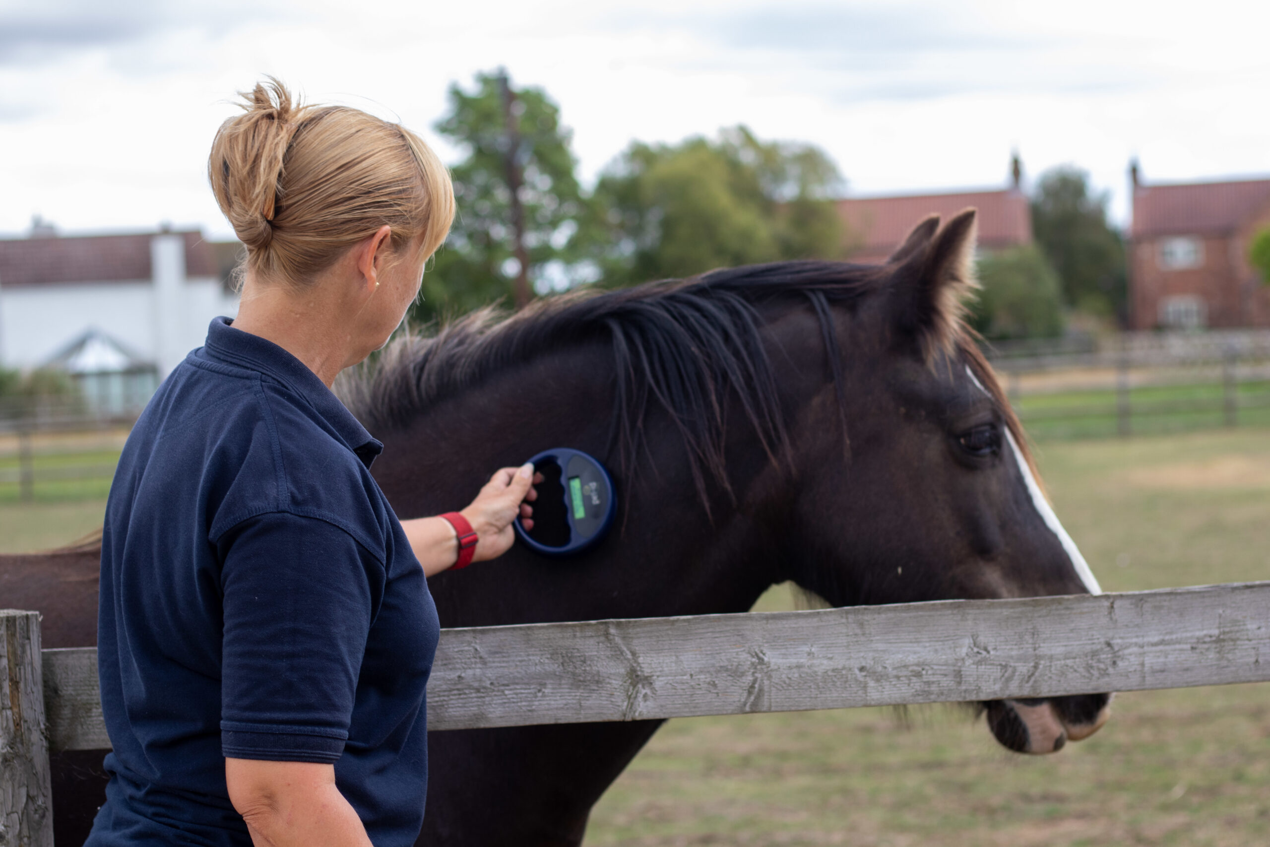 Equine Identification and Registration - Bransby Horses