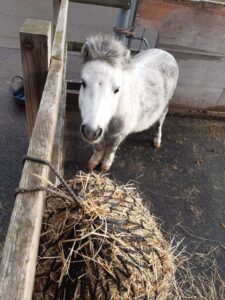 grey shetland pony stood in a small paddock next to a hay net