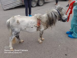 intake photo of a grey shetland pony with open wounds and in very poor condition