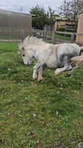 grey shetland pony bucking in a field