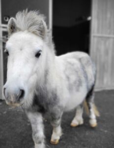 close up of little bert in his new home
