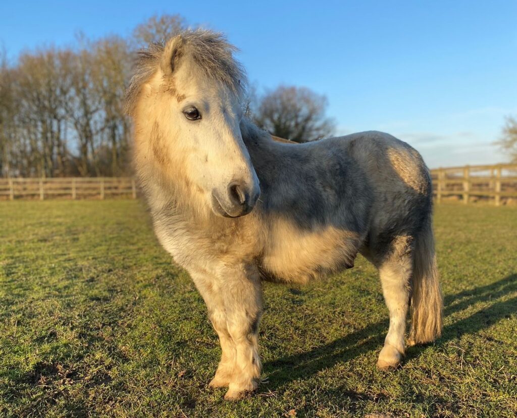 blue and white healthy falabella stallion stood in a field