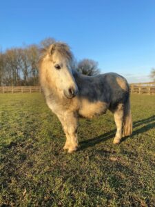 grey shetland pony stood in a grassy field with the sun setting in the distance