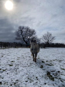 grey shetland pony walking towards the camera in a field of snow