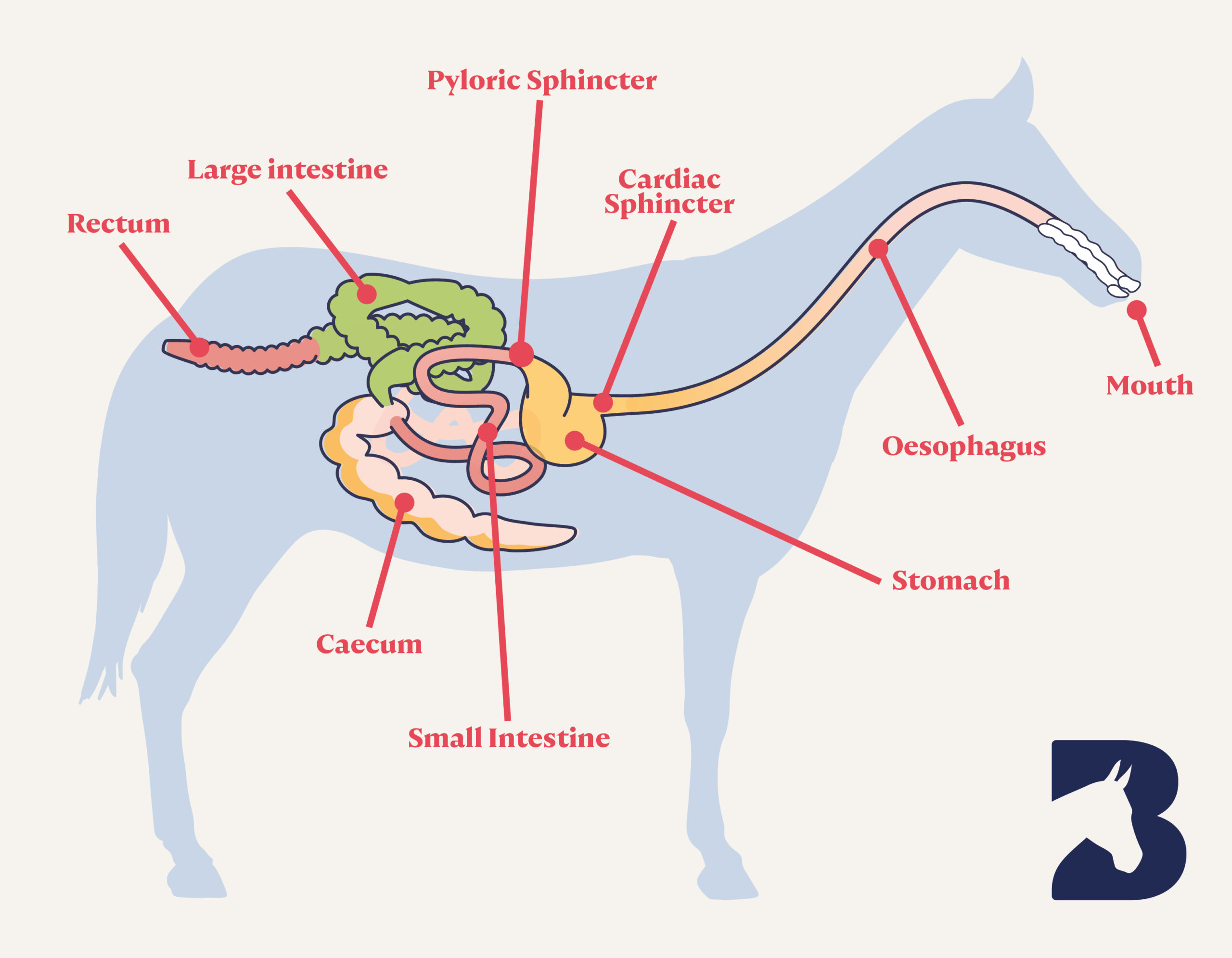 diagram of a horse's digestive system