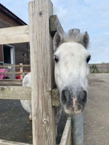 grey shetland pony sticking his head out between the fence posts