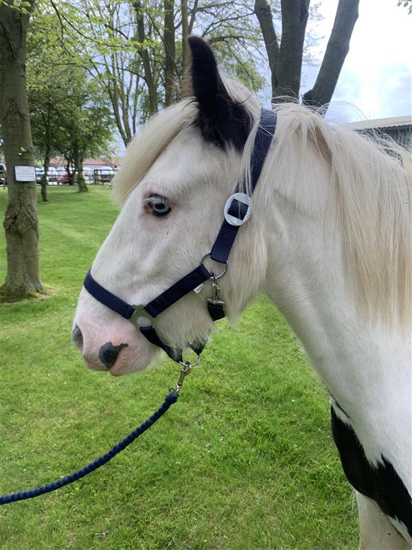 Side shot of cob with small patches of black standing on grass with trees behind. Wearing a black headcollar