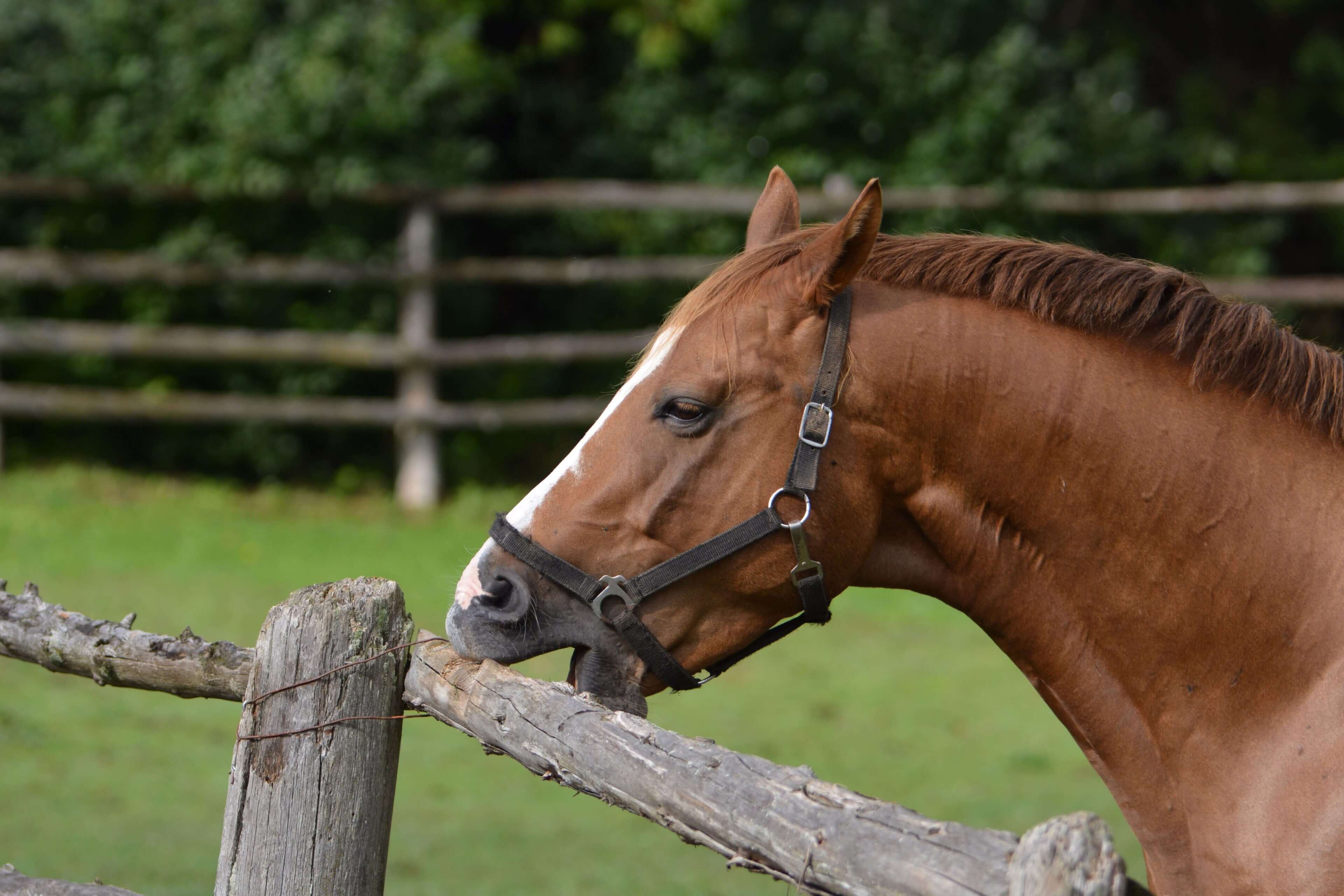 Wind-sucking example
