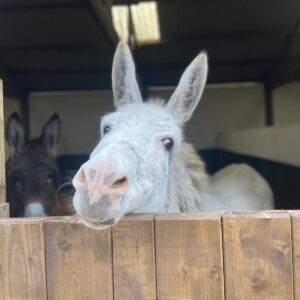 white donkey with head resting on the stable door, looking into the camera