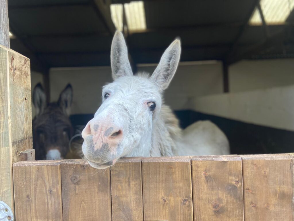 white/grey donkey with head resting on the stable door and looking into the camera