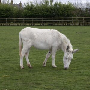 White donkey grazing in a field