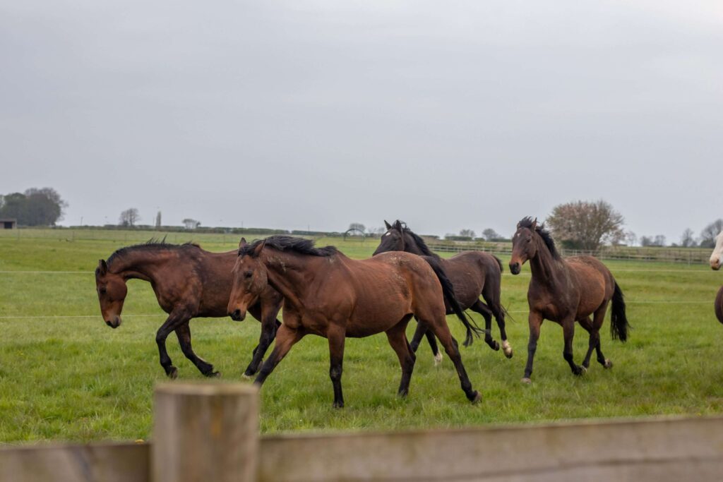 herd of thoroughbreds running in field