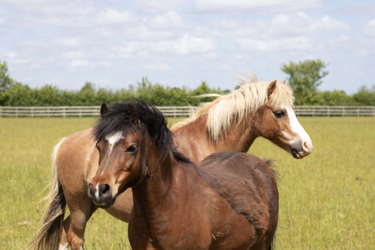 a bay and a chestnut pony stood close to each other but facing different directions