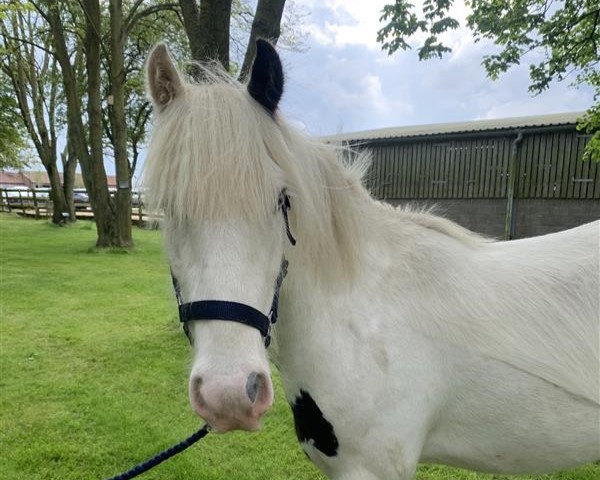 White cob with small patches of black standing on grass with trees behind. Wearing a black headcollar
