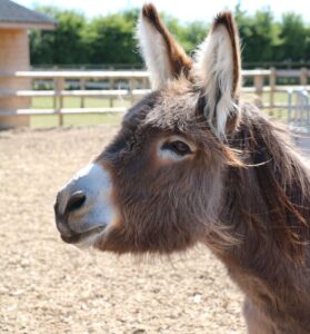 grey donkey on a sand pad, ears raised and looking off into the distance