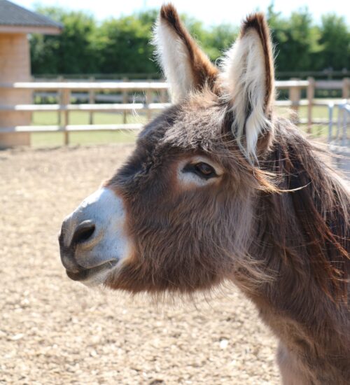 grey donkey on a sand pad, ears raised and looking off into the distance