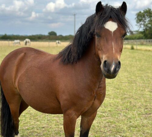 bay horse with dark mane and white mark on forehead standing in a field