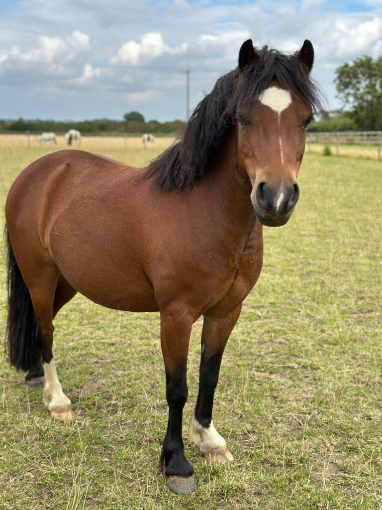 bay horse with dark mane and white mark on forehead standing in a field