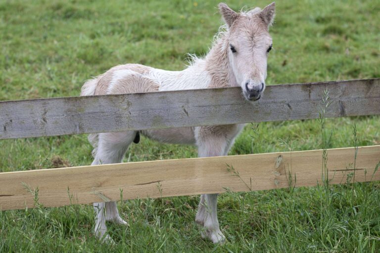 palomino shetland pony foal standing at a low fence with a new panel at the bottom.