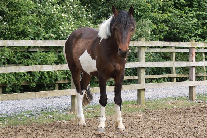 cob colt standing in a field looking at the camera