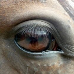 close up of horses eye in a relaxed state
