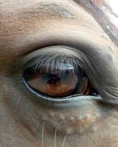close up of horses eye in a relaxed state