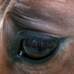 close up of a horse's eye when it's stressed