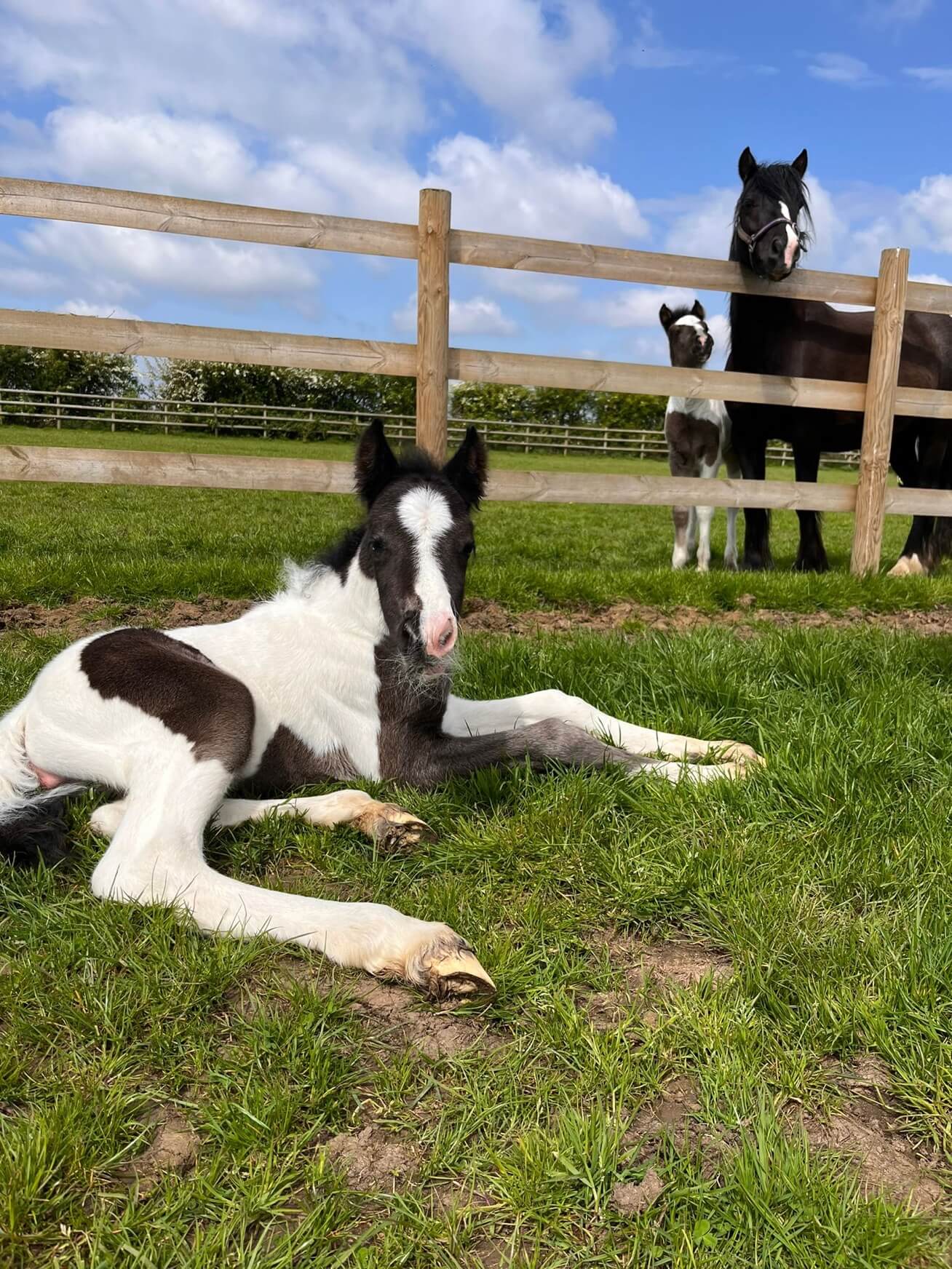 A skewbald foal lying down in a field in the sun overlooked by black mare and another foal